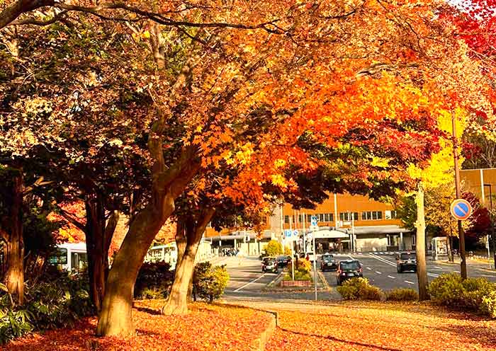 Hokkaido Fall Colors