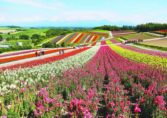 Colorfull Fields in Hokkaido Furano