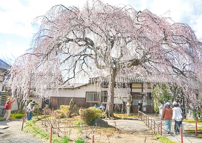 Honmanji Temple Cherry Blossoms