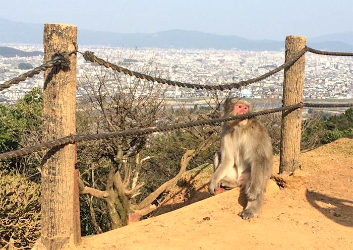 Iwatayama Monkey Park Iwatayama Monkey Park