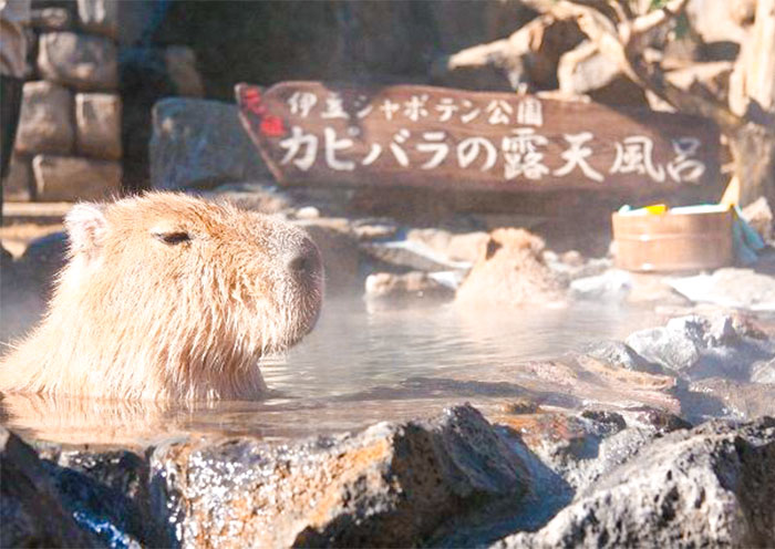 Izu Shaboten Zoo Izu Shaboten Zoo