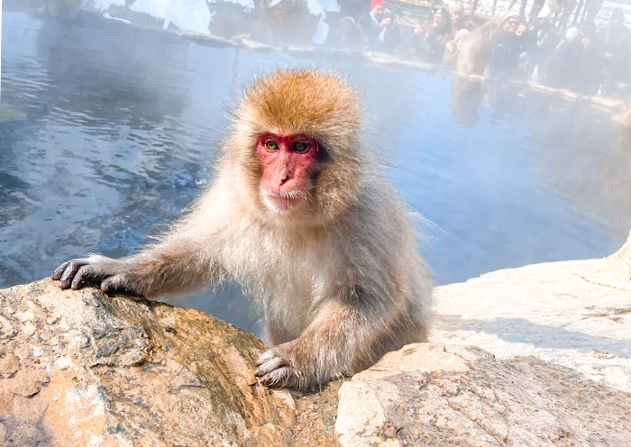 Jigokudani Monkey Park