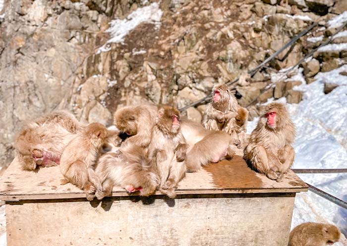 Jigokudani Monkey Park