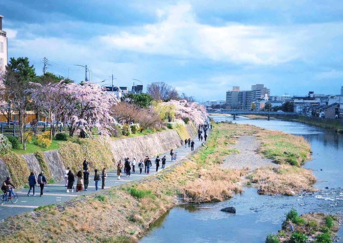 Kamo River Cherry Blossoms