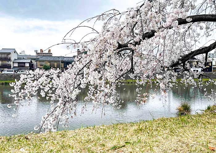 Kamo River Cherry Blossoms