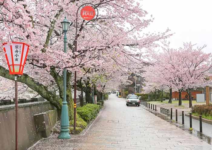 Kanazawa Cherry Blossoms