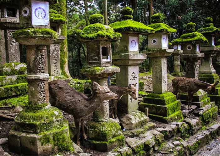Kasuga Taisha (Kasuga Grand Shrine), Nara Kasuga Taisha (Kasuga Grand Shrine), Nara