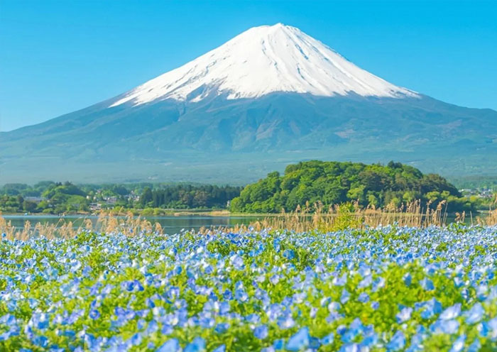 View Mount Fuji in Oishi Park, Kawaguchigo