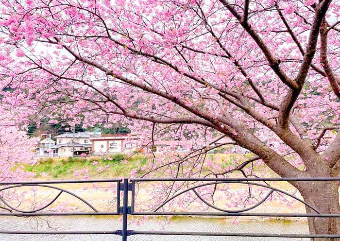 Kawazu Zakura (Kawazucho)