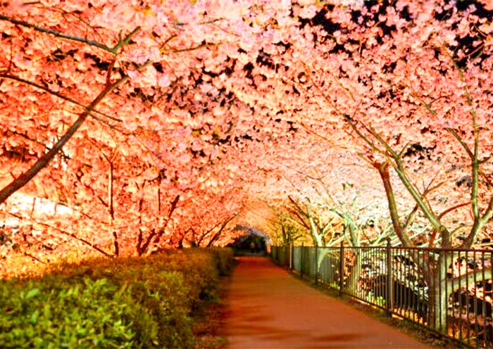 Kawazu Zakura (Kawazucho)