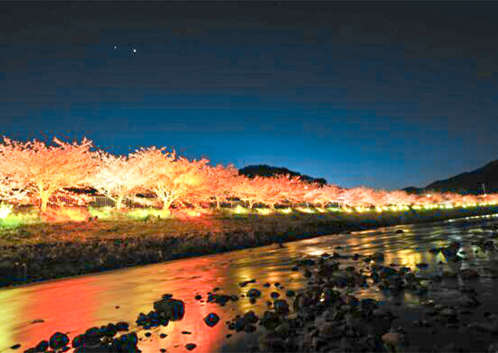 Kawazu Zakura (Kawazucho)