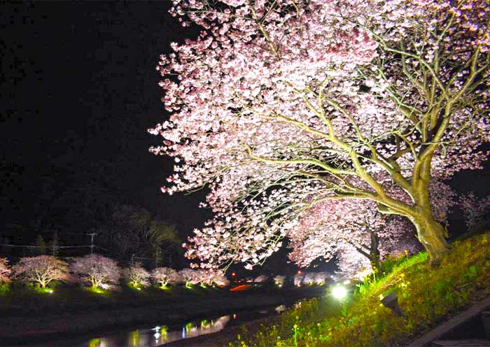 Kawazu Zakura (Kawazucho)