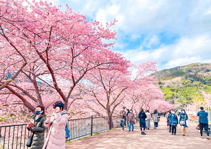 Kawazu Zakura (Kawazucho)