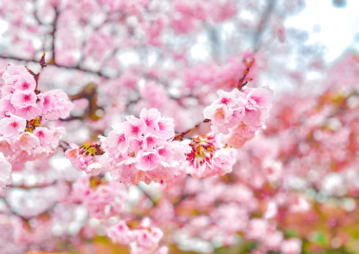 Kawazu Zakura (Kawazucho)