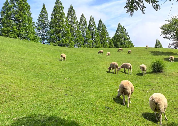 Rokkosan Pasture, Kobe