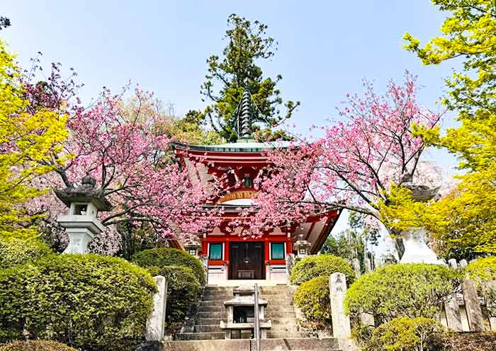 Kurama Temple Cherry Blossoms