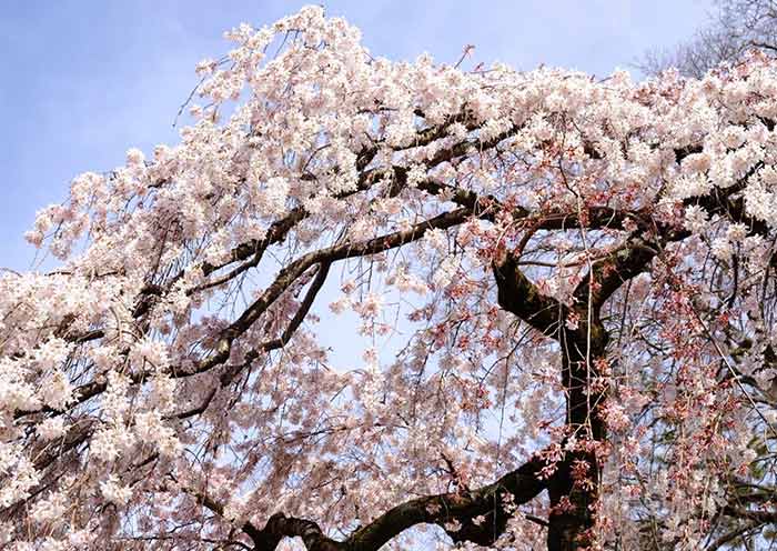 Kyoto Botanical Garden Cherry Blossoms