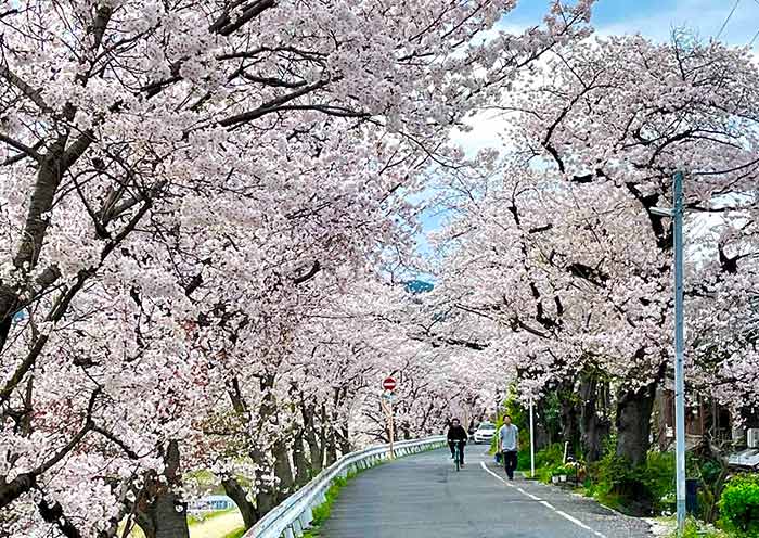 Kyoto Cherry Blossoms