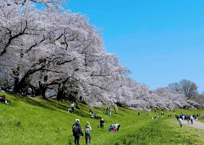 Kyoto Cherry Blossoms