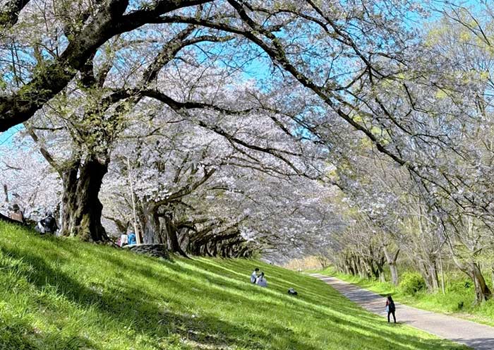 Kyoto Cherry Blossoms