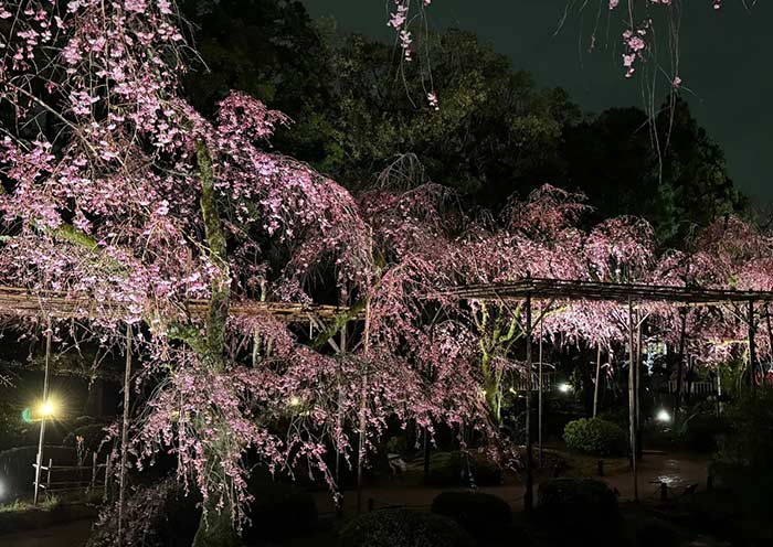 Kyoto Night Cherry Blossoms