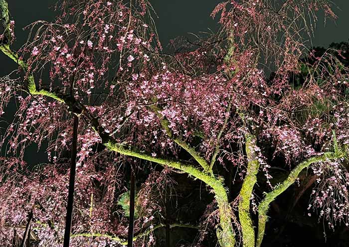 Kyoto Night Cherry Blossoms