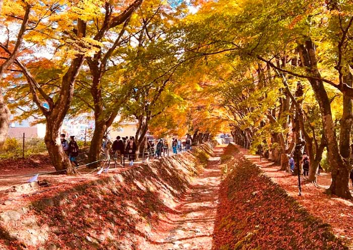 Lake Kawaguchi Maple Corridor Lake Kawaguchi Maple Corridor