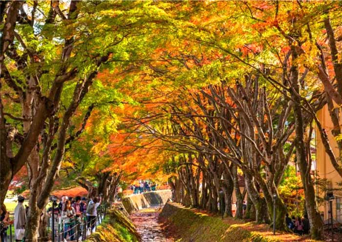 Lake Kawaguchi Maple Corridor Lake Kawaguchi Maple Corridor