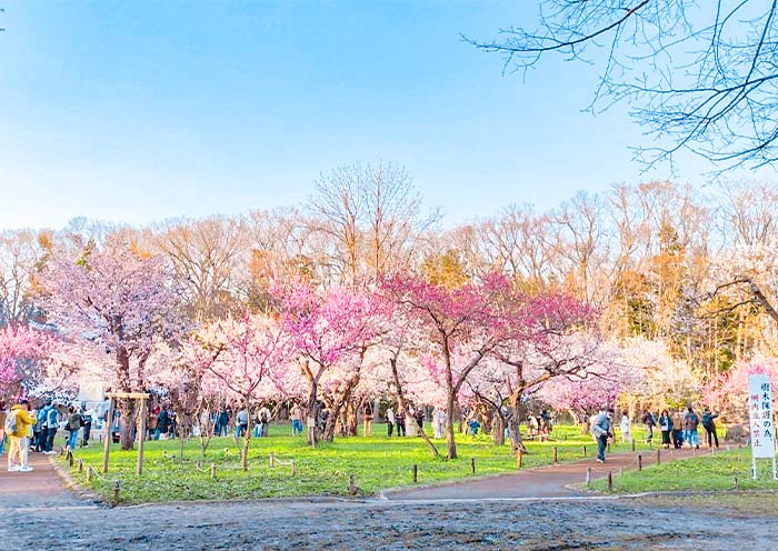 Sapporo Maruyama Park in Spring