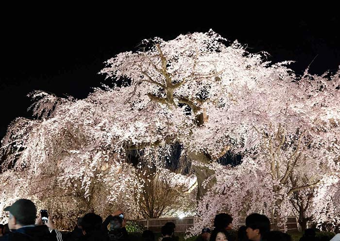 Maruyama Park Cherry Blossoms