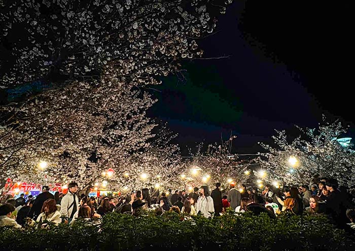 Maruyama Park Cherry Blossoms