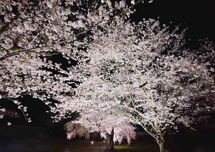 Maruyama Park Cherry Blossoms