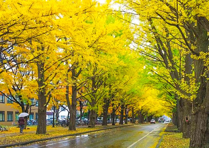 Meiji Jingu Gaien Ginkgo Avenue