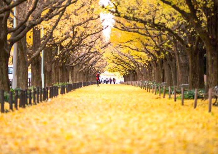 Meiji Jingu Gaien Ginkgo Avenue