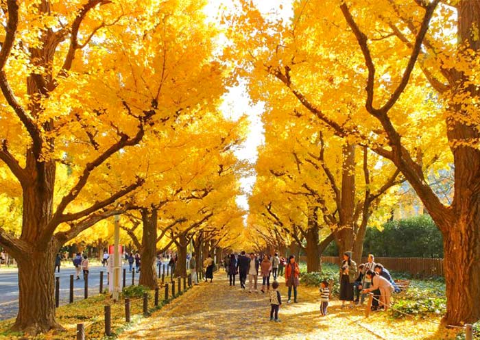 Meiji Jingu Gaien Ginkgo Avenue