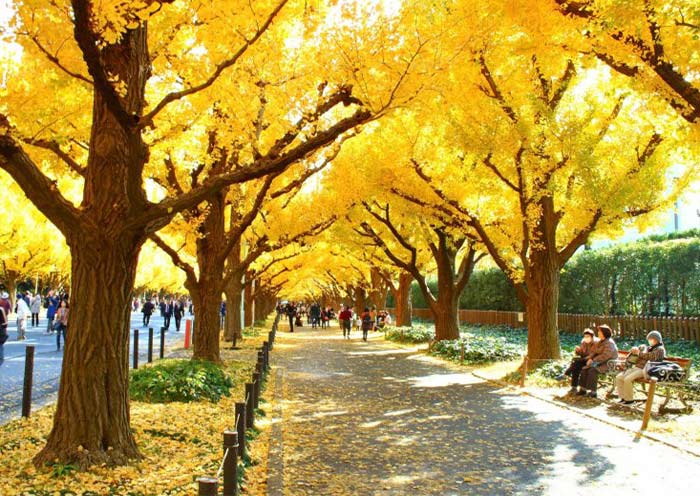 Meiji Jingu Gaien Ginkgo Avenue
