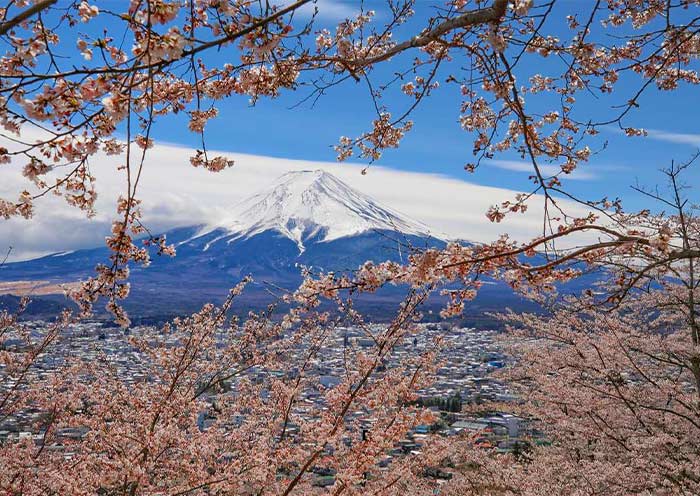 Arakurayama Sengen Park in Spring Arakurayama Sengen Park in Spring