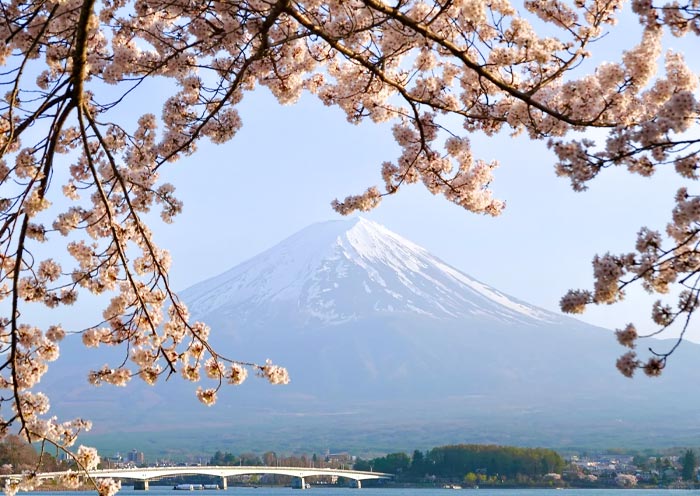 Lake Kawaguchiko and Mount Fuji Cherry Blossom