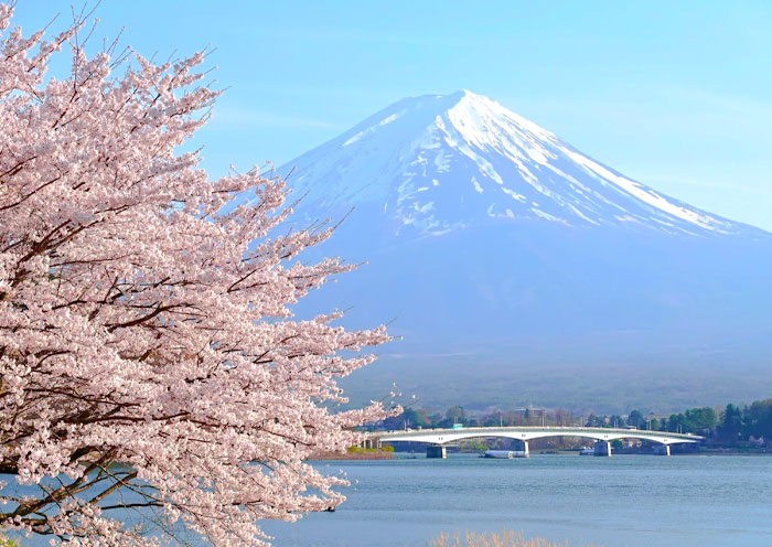 Lake Kawaguchiko and Mount Fuji Cherry Blossom