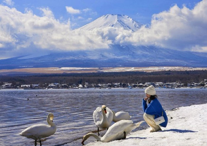 Swan in Yamanakako Lake