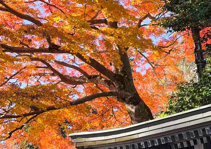 Mt Takao Fall