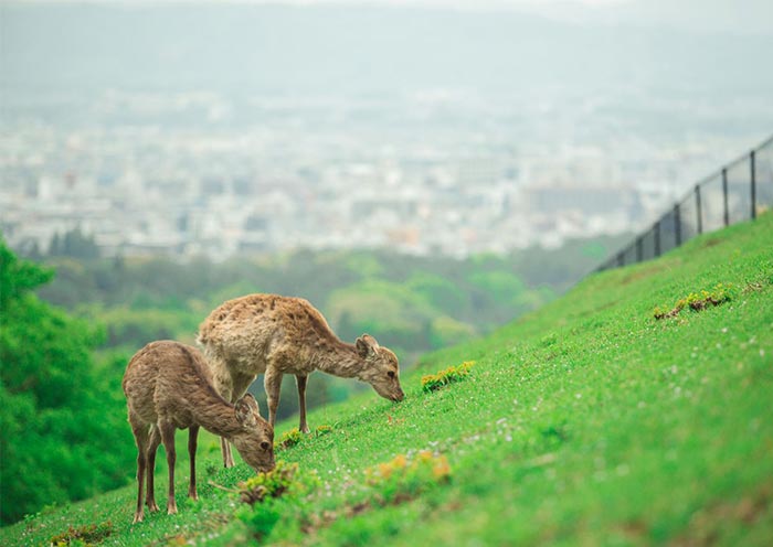 Mt. Wakakusa, Nara