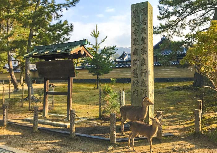 Sika Deer, Nara Todaiji Temple