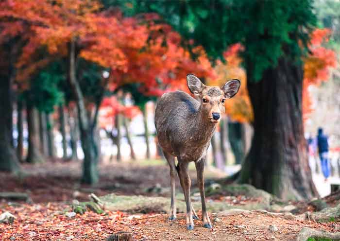 Nara Park, Nara Nara Park, Nara