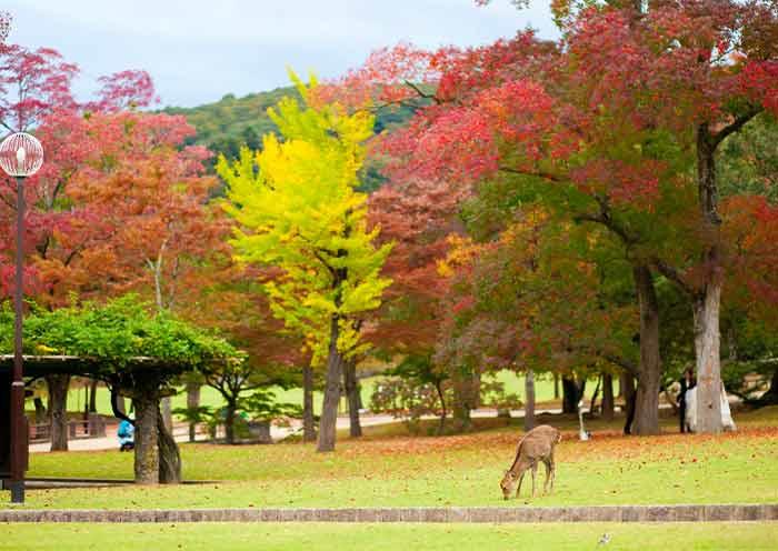 Nara Park, Nara