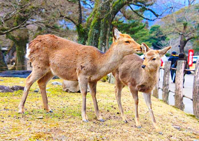 Nara Park, Nara Nara Park, Nara