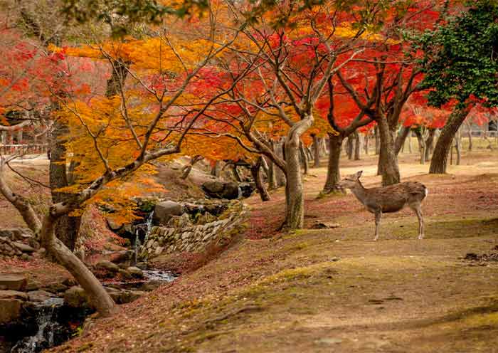 Nara Park, Nara