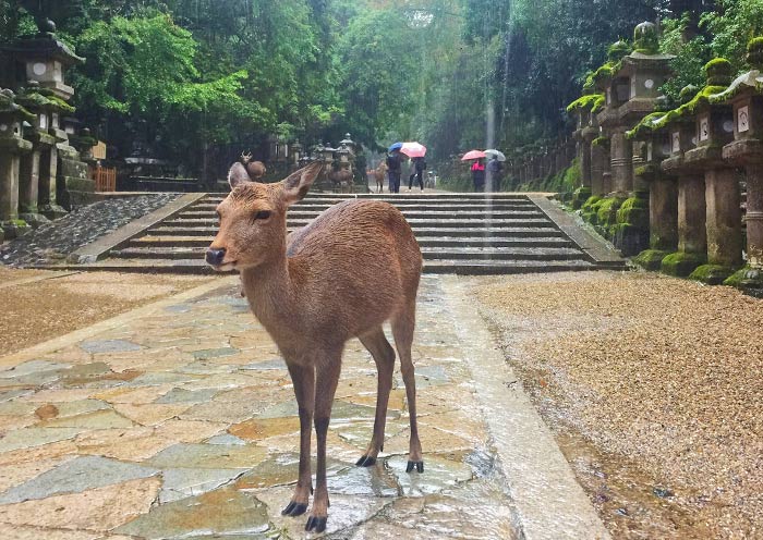 Sika Deer, Nara Park