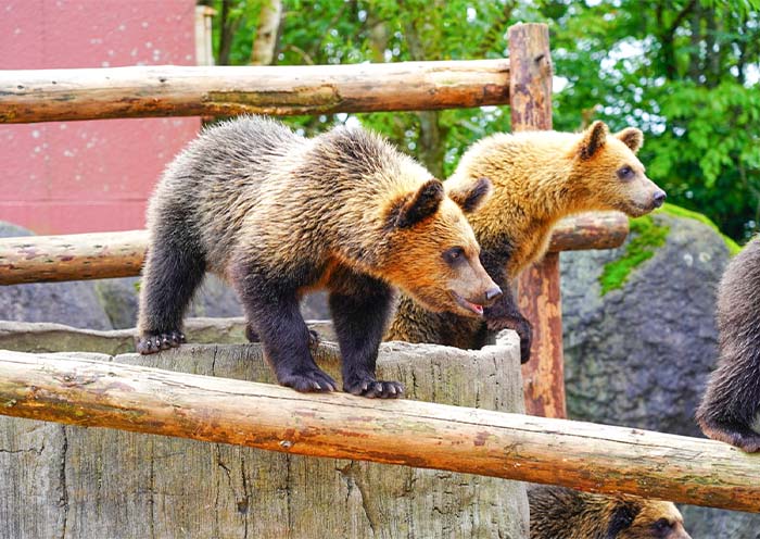 Noboribetsu Bear Park Noboribetsu Bear Park