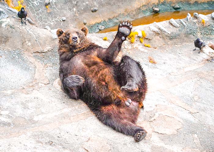 Noboribetsu Bear Park